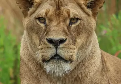 Majestic Lioness: Queen of the Wild Jungle