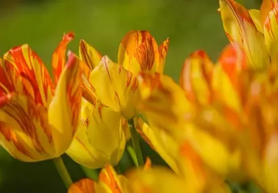 Vibrant Yellow-Red Tulips in Sunlight: A Macro Spring Bloom