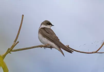 Stunning Swalow Portrait: Nature's Graceful Avian Beauty