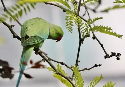Vivid Green Parrot Perched in Tropical Serenity