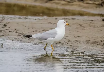 Graceful Gull: Majestic Seabird on the Sandy Shore