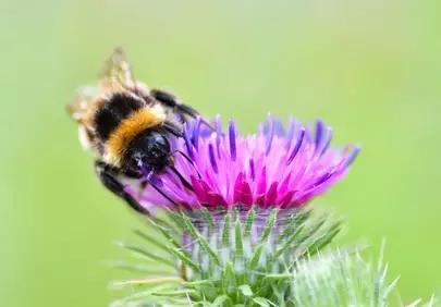 Vibrant Thistle Bloom: Bumblebee's Delicate Pollination Dance