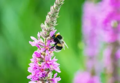 Vibrant Bumblebee on Purple Wildflowers: Nature's Summer Harmony