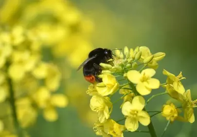 Vibrant Bumblebee Pollinating Rapeseed Blossoms in Spring