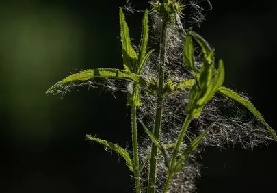 Enchanting Green Nettle with Delicate Cobweb Details