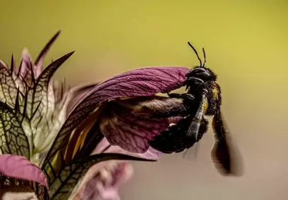 Vibrant Macro: Bumblebee on Purple Wildflower