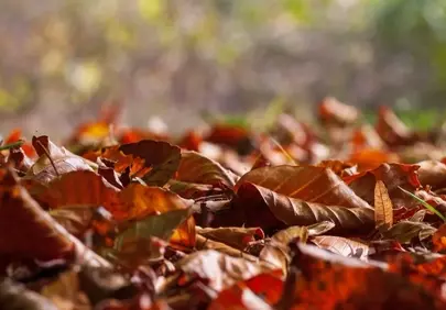 Vibrant Autumn Hues: A Ground-Level Perspective of Fallen Leaves
