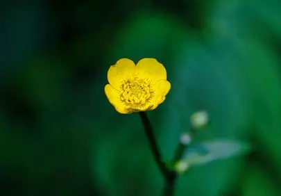 Vibrant Yellow Buttercup: A Macro Beauty