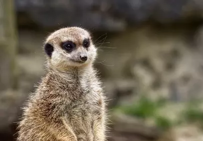 Alert Meerkat Portrait: Nature's Watchful Sentinel