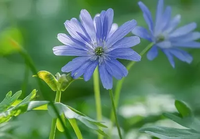 Vibrant Blue Anemone in Spring Garden Macro