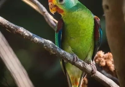 Vibrant Budgerigar Perched: Exotic Bird Wallpaper