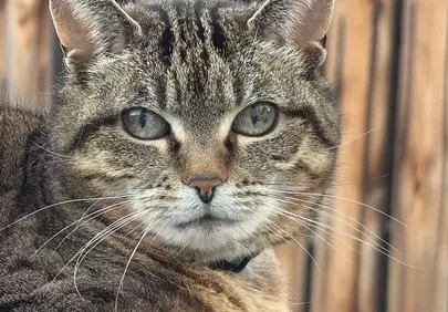 Captivating Feline Gaze: A Striking Tabby Cat Portrait
