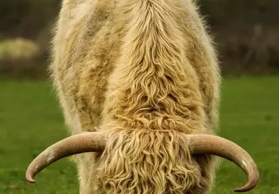 Majestic Shaggy Highland Cow Grazing in Green Pasture