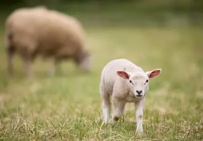 Adorable Lamb's First Steps in a Spring Meadow