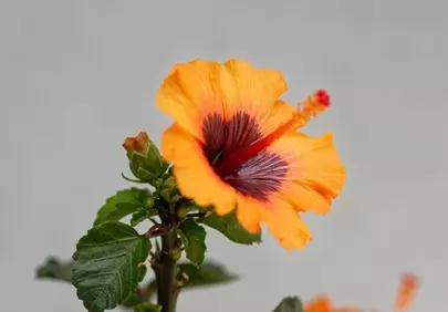 Vibrant Orange Hibiscus: A Close-Up Floral Beauty