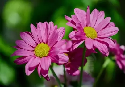 Vibrant Pink Daisies: Macro Beauty in Spring Bloom