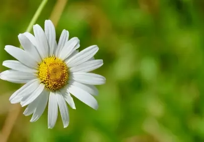 Stunning Daisy: Macro Shot of Nature's Purity