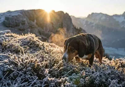 Breathtaking Frosty Summit: Dog's Golden Sunset Hunt