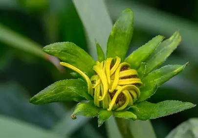 Vibrant Yellow Flower Bud Unfurling in Macro Detail
