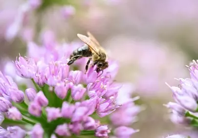 Vibrant Spring: Bee Pollinating Delicate Purple Blooms