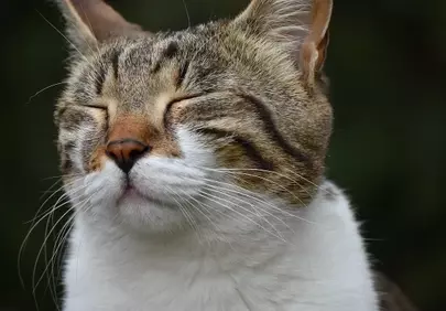 Serene Grey Cat: Napping in Golden Sunlight