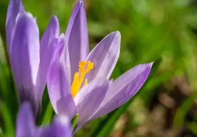 Vibrant Purple Crocus: A Stunning Close-up of Spring's Awakening