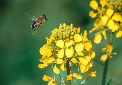 Vibrant Spring: Bee in Flight Towards Golden Yellow Wildflowers