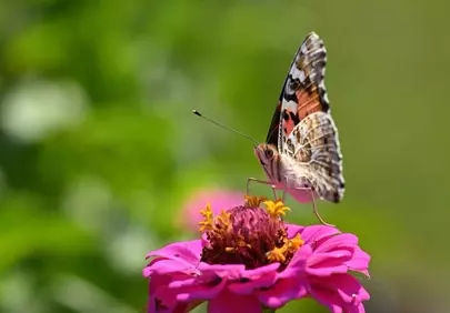 Vibrant Zinnia: Butterfly's Graceful Summer Perch