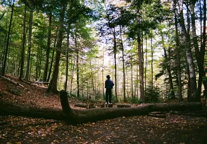 Enigmatic Figure Bathed in Forest Sunlight
