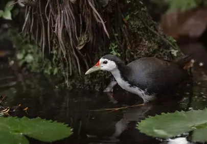 Captivating White-breasted Waterhen in Lush Wetland Pond
