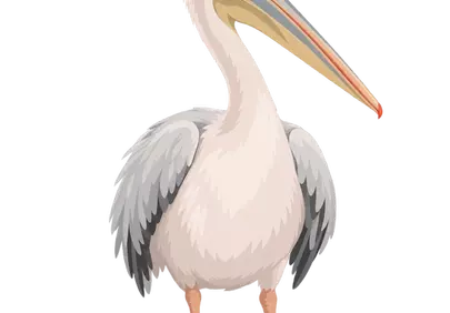 Majestic White Pelican: Wildlife Illustration