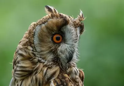 Intense Gaze: Captivating Long-Eared Owl Portrait