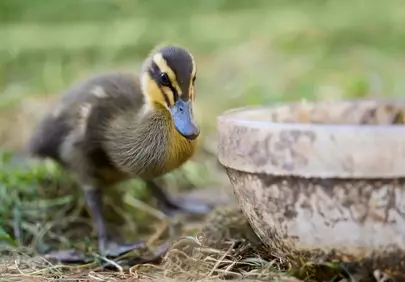 Adorable Duckling's Springtime Curiosity