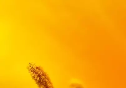 Vibrant Yellow Bloom Macro: Golden Flower Stamen Detail