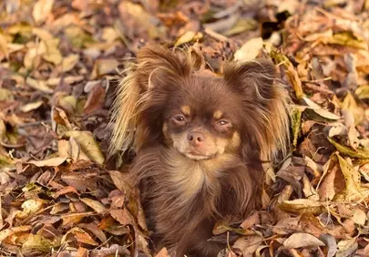 Adorable Chihuahua Puppy Blends into Autumn Leaves