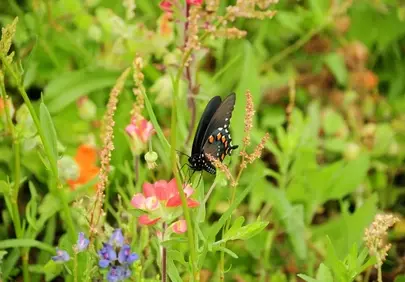 Vibrant Spring Butterfly on Wildflowers in a Lush Garden