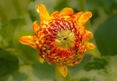 Vibrant Dahlia Unveiling: A Summer Blossom in 4K