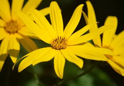 Vibrant Yellow Jerusalem Artichoke Blooms