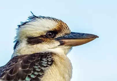 Majestic Kookaburra Close-up: Australian Wildlife Portrait