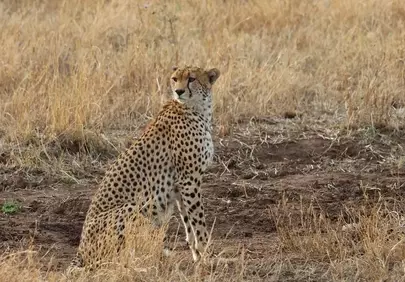 Majestic Cheetah Surveys Savanna: The Fastest Predator's Vigilant Watch