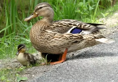 Tender Spring: A Mother Duck and Her Adorable Duckling