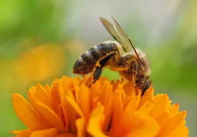 Vibrant Macro: Busy Bee Pollinating a Brilliant Orange Flower
