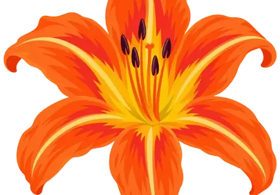 Vibrant Orange Lily: A Symphony of Summer Hues