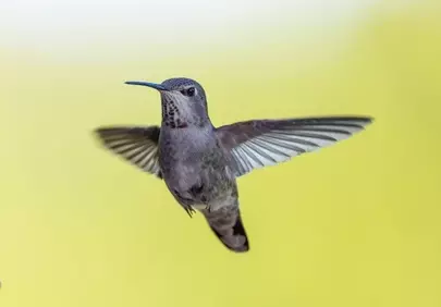 Stunning Anna's Hummingbird in Flight Against Yellow Backdrop