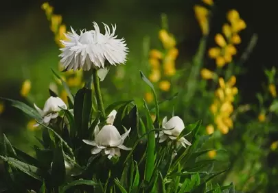 Stunning White Wildflowers: A Serene Garden Escape