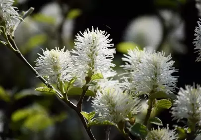 Stunning White Spring Blossoms: A Macro View of Nature's Renewal