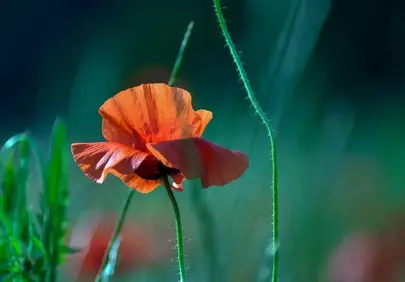 Vibrant Poppy Bloom: Nature's Fiery Embrace