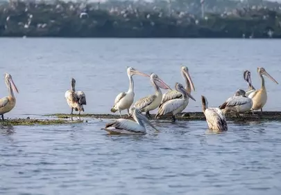 Majestic Pelicans Gather: A Serene Wildlife Water Scene