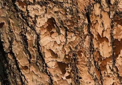 Rustic Bark Texture: Nature's Intricate Canvas Up Close