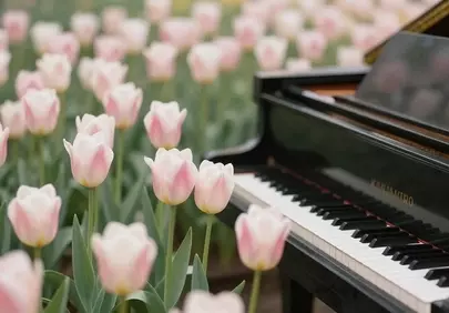 Enchanting Melody: Piano Amidst a Field of White Tulips